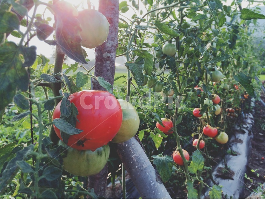 여름,풍경,시골,휴식,방울토마토,수확,체험,농장,tomato,farm,힐링,자연,nature,healing,스마트폰사진,식물,자연,plants,nature,채소,야채,vegetables,산업,industry,industrial,농업,농사,agriculture,farming,farming industry