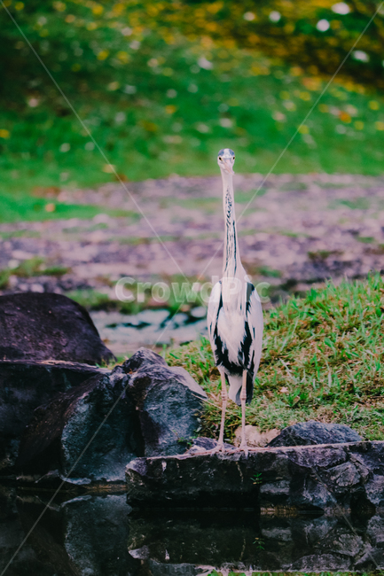 왜가리,새,연못,야생,동물,야생동물,동물,animal,조류,새,birds