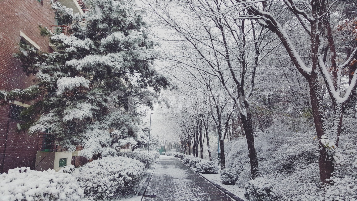 겨울,눈,나무,풍경,snow,winter,tree,분위기,감성,경치,자연경관,숲,landscape,view,nature,겨울,계절,winter,season,자연,풍경,nature,landscape,outdoors,옥외,storm,폭풍,blizzard,눈보라