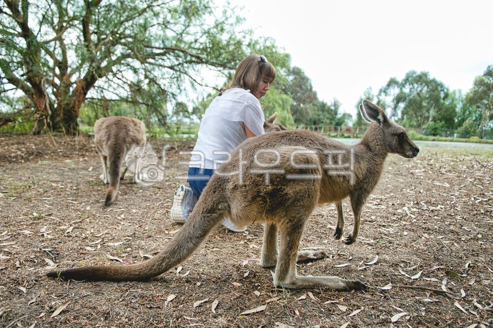 profile,kangaroo,australia,wild animals,Dungeon theme,scene,outdoor,Field,hair,protected area,outdoors,mammal,person,sight,animal,marsupial,female,wild,mammalia