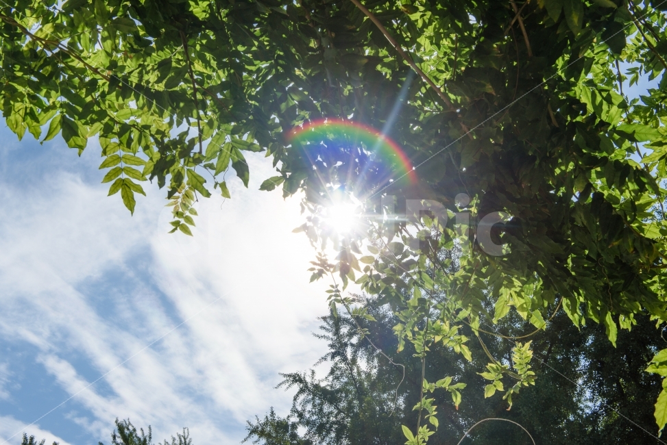 태양,햇살,무지개,빛,하늘,구름,식물,자연,plants,nature,나무,trees,wood,휴식,힐링,rest,relaxation,healing