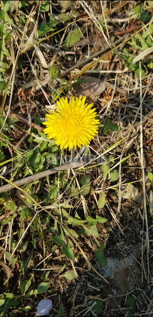 민들레,봄,spring,dandelion,민들레꽃,꽃,plant,식물