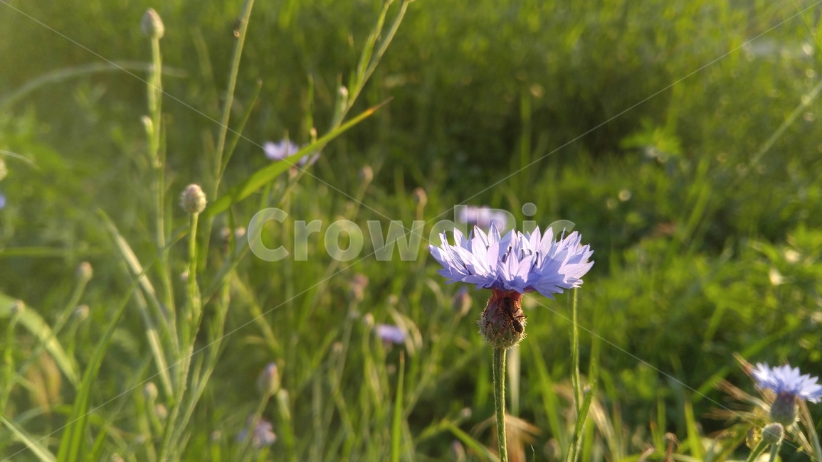 수레국화,국화,꽃,자주색,식물,녹색,배경,감성,계절,flower,purple,flant,green,background,emotional,season,outdoor