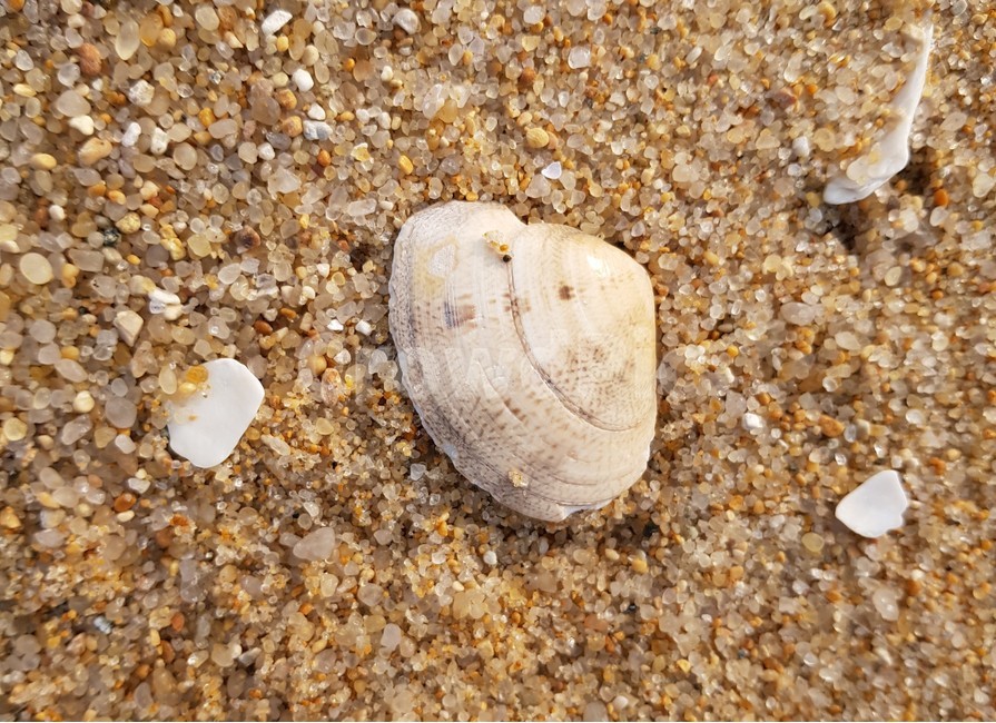 sealife,해양생물,seashell,조개,clam,대합,조개껍질