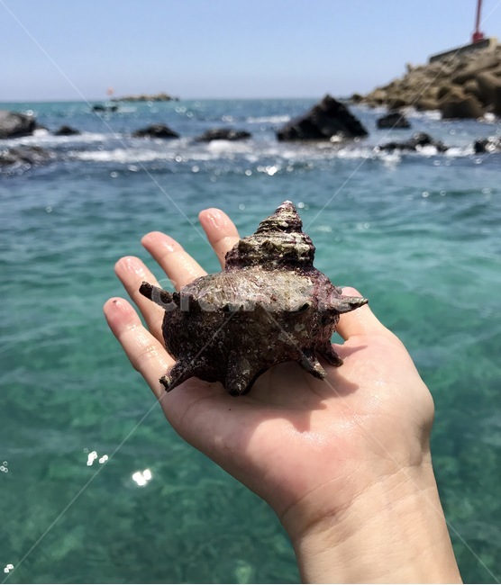 제주도,바다,뿔소라,소라,해산물,jeju,beach