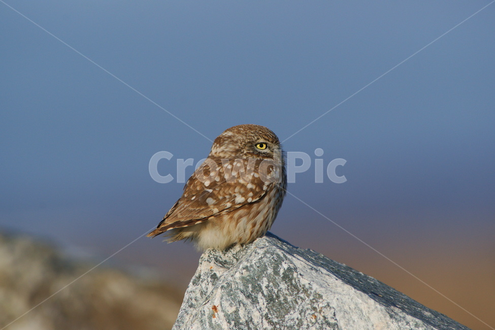금눈쇠올빼미,천연기념물,조류,맹금류,새,동물,animal,조류,새,birds