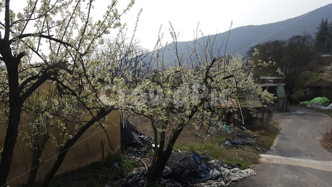 나무,봄,매화,tree,flower
