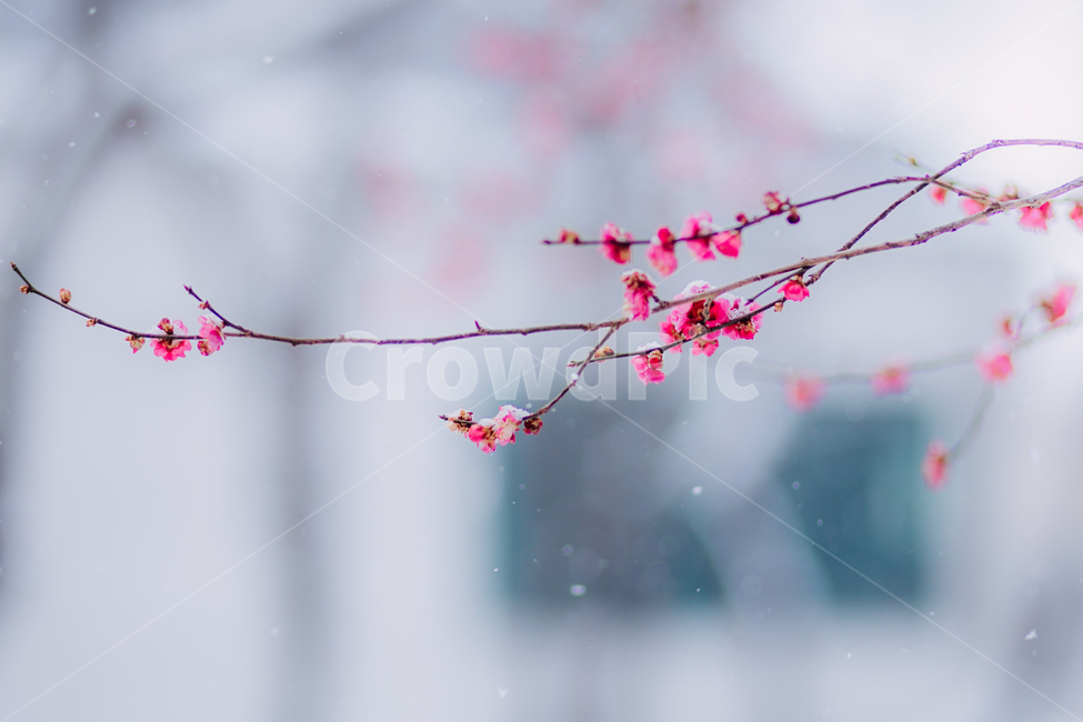 꽃,꽃잎,자연,식물,계절,봄,봄꽃,분홍,핑크,나무,꽃송이,배경,flower,spring,nature,plant,tree,season,background,홍매화,매화,prunusmume,매실,매실나무