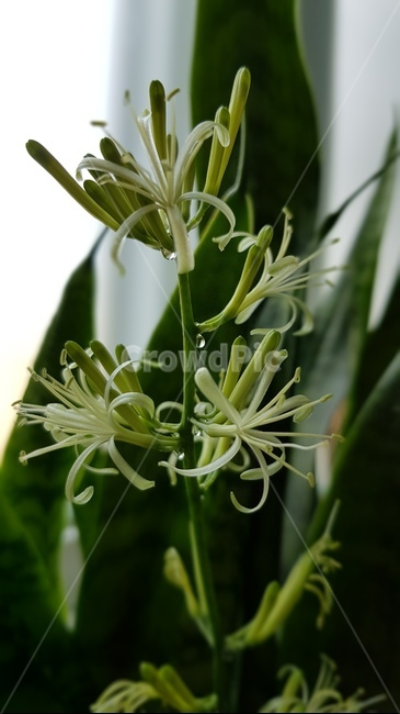 산세베리아꽃,산세베리아,공기정화식물,꽃,green,flower