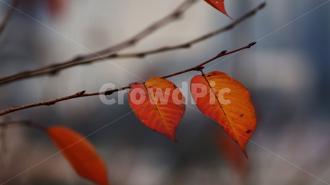 가을,나무,낙엽,식물,자연,가을,계절,fall,autumn,season,식물,자연,plants,nature,leaf,잎,plant,veins,정맥