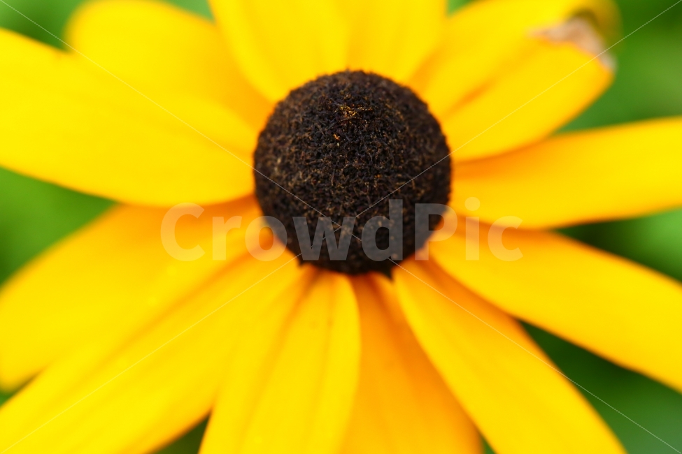 식물,plant,꽃,노랑,flower,yellow,루드베키아,coneflower,식물,자연,plants,nature,꽃,flower