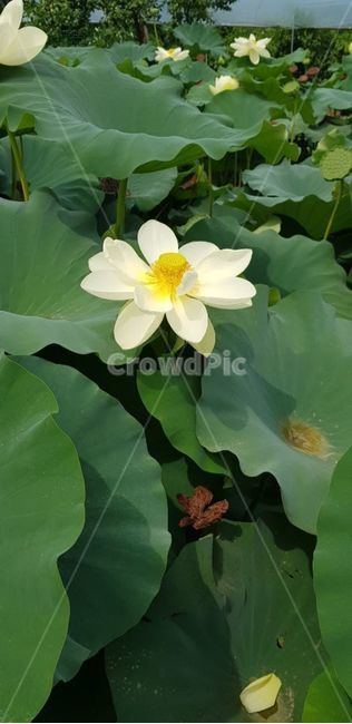 plant,식물,blossom,flower,꽃,연꽃,연잎,초록,식물,자연,plants,nature,꽃,flower