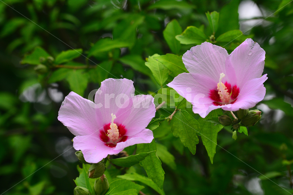 무궁화,나라꽃,꽃,우리꽃,국화,분홍색,핑크색,배경,바탕,백그라운드,flowers,korean,mugunghwa,roseofsharon,hibiscus,식물,나무꽃,아름다움,꽃송이,꽃잎,잎사귀,우리나라꽃,nationalflower,background,plant,blossom,한국적