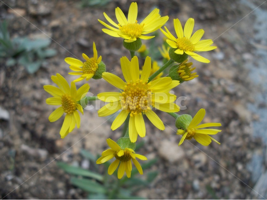 야생화,꽃,식물,봄,노랑,식물,자연,plants,nature,꽃,flower