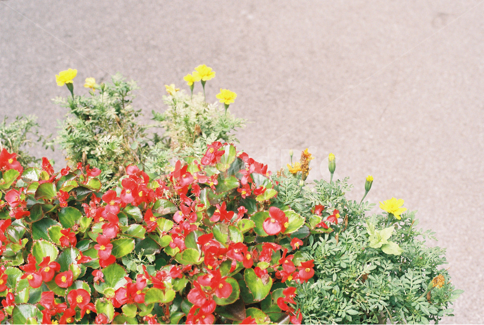꽃,들꽃,빨간꽃,노란꽃,flower,잎사귀,초록,빨강,노랑,길에핀꽃,red,yellow,green