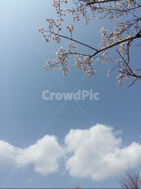 흰구름,파랑하늘,봄,벗꽃,핑크,봄바람,맑음,봄,계절,spring,season,자연,풍경,nature,landscape,식물,plants,꽃,flower,plant