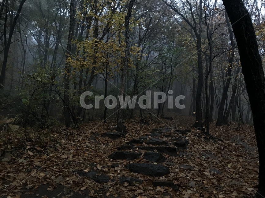 비오는날,청계산,나무,tree,흙길,자연,풍경,nature,landscape,ground,바닥,plant,식물,dirt road,gravel,자갈,road,도로,tree trunk,나무 줄기