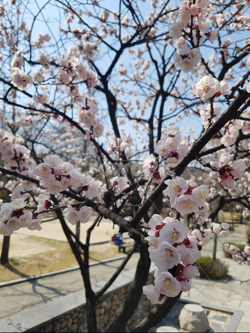 벚꽃,꽃,봄,봄꽃,벚꽃축제,핑크꽃,핑크,분홍꽃,분홍색,봄놀이,복사꽃,봄,계절,spring,season,식물,자연,plants,nature,꽃,flower,plant,blossom