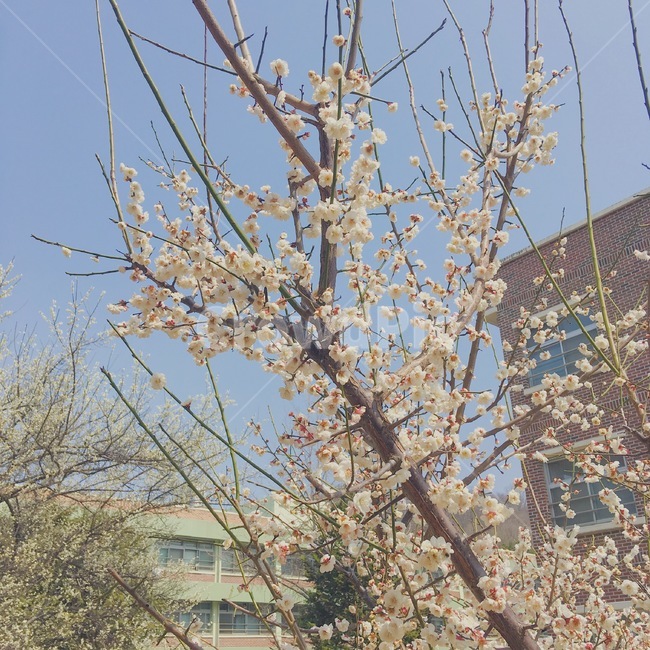 벚꽃,벚꽃나무,봄,꽃봉오리,감성,봄,계절,spring,season,식물,자연,plants,nature,꽃,flower,plant,blossom