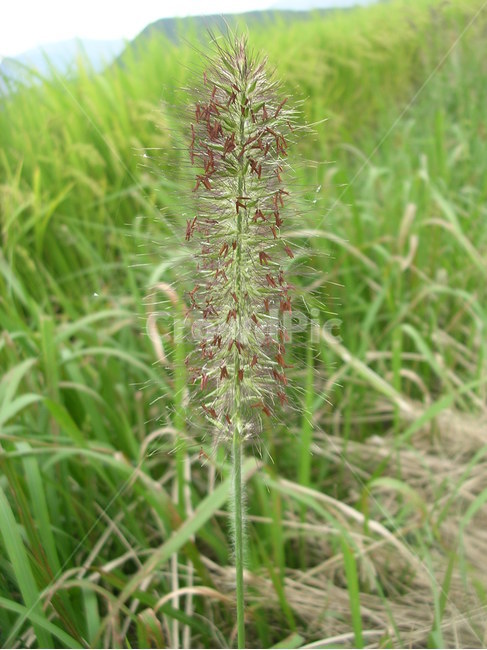 들풀,강아지풀,greengrass,wildflower,들꽃,식물,자연,plants,nature