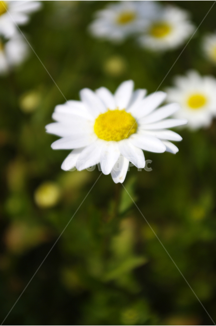 마가렛,식물,flower,plants,nature,꽃,꽃봉오리,꽃밭,color,식물,자연,plants,nature,꽃,flower