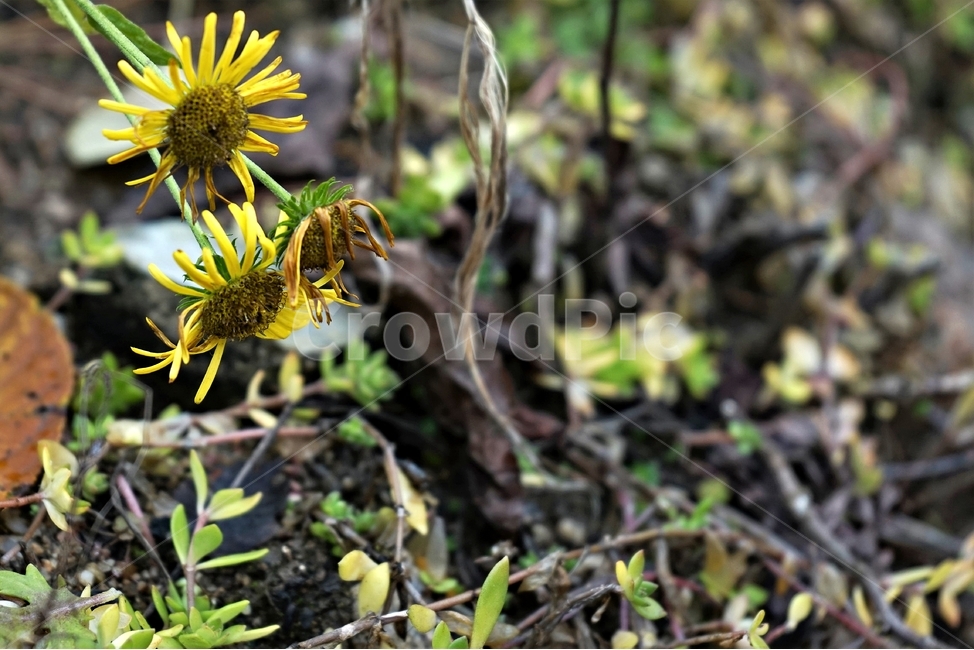 감국,가을,노랑,계절,chrysanthemumindicum,autumn,fall,nature,bloom,yellow,국화과,smell,season,beautiful,plant,flower,산국,노랑꽃,식물,자연,Northchrysanthemum,여러해살이,식물,자연,plants,nature,꽃,flower