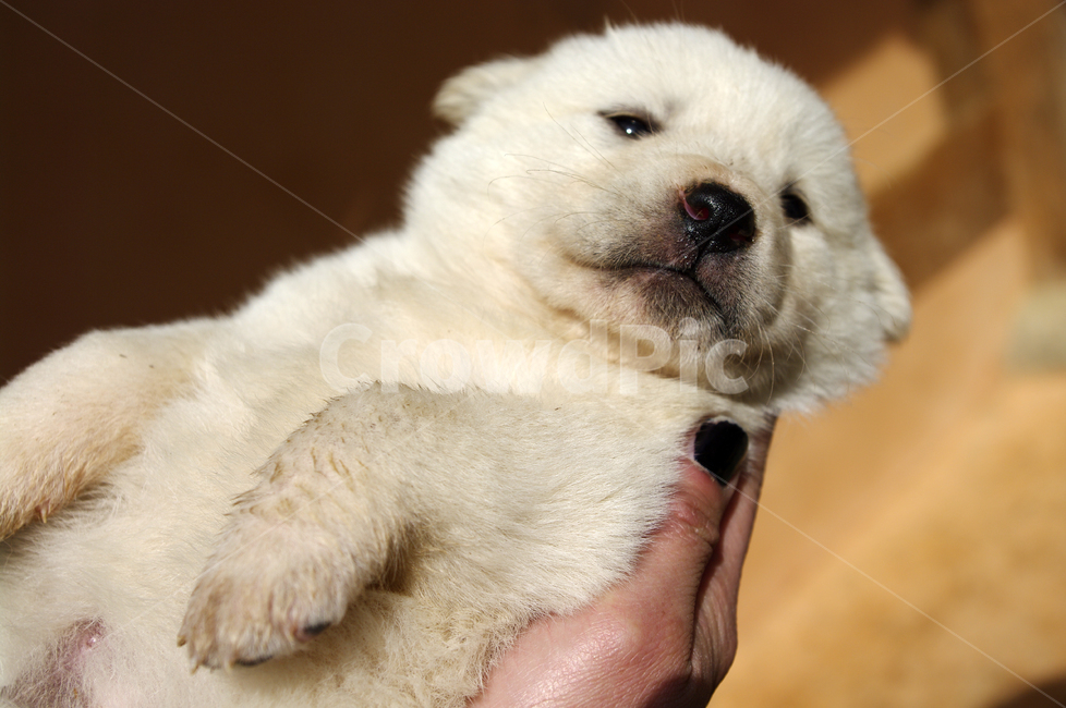 강아지,동물,애완견,반려견,개,animal,동물,animal,포유류,mammal,개,강아지,dog,doggy