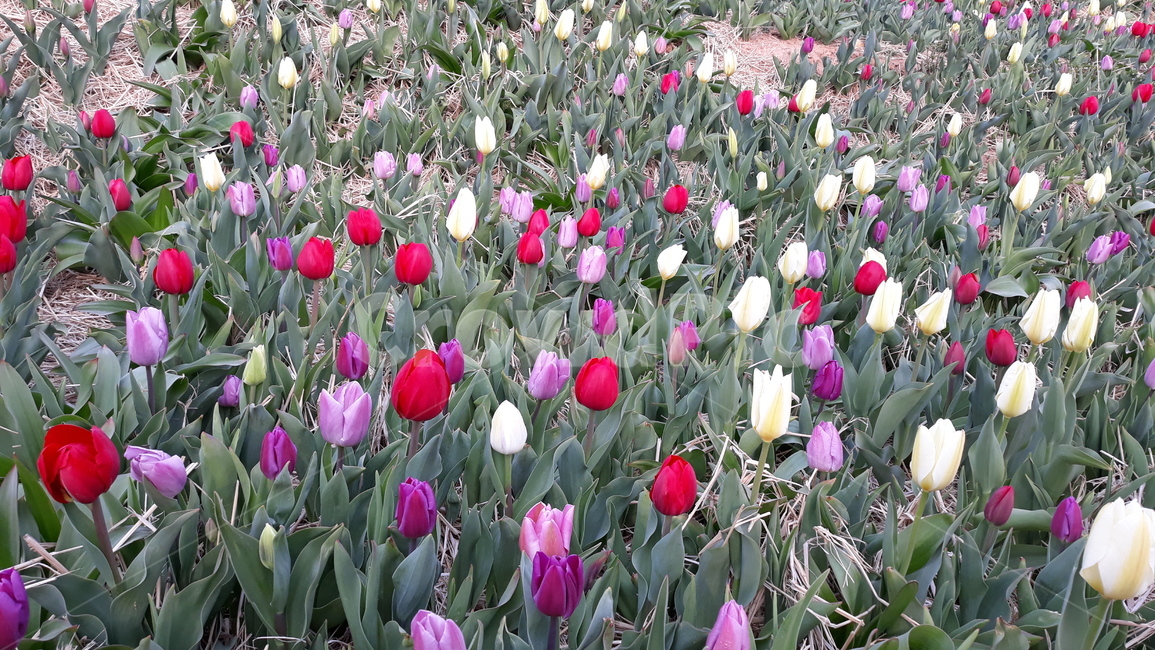 plant,식물,flower,꽃,blossom,튤립,축제,festival,tulip,빨강,red,알록달록,colorful,초록,줄기,stem,green,white,흰색,식물,자연,plants,nature,꽃,flower