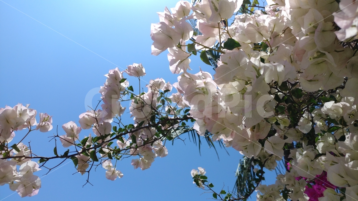 부겐베리아,하얀꽃,흐드러지다,5월의꽃,남가주,bougainvillea,flowerofMay,southernCalifornia,식물,자연,plants,nature,꽃,flower