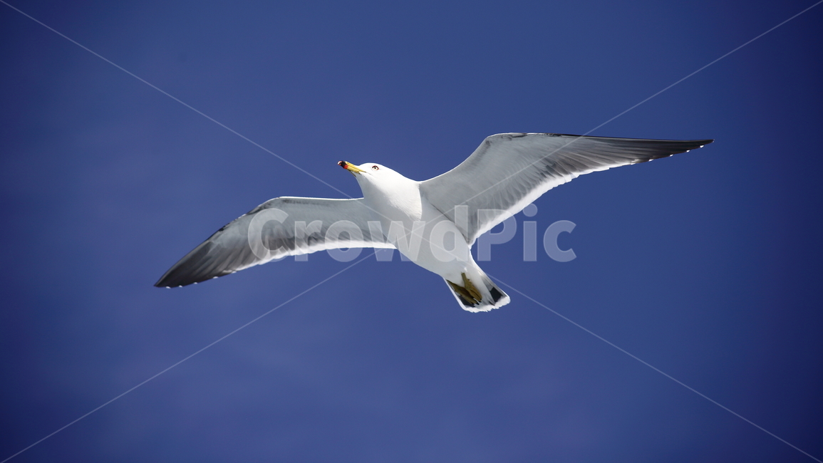 갈매기,새,바다새,commongull,mewgull,laruscrassirostris,괭이갈매기,동물,animal,조류,새,birds