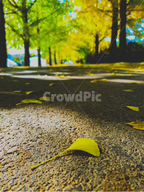 animal,동물,bird,새,asphalt,타맥,tarmac,아스팔트,은행잎,나무,은행나무,가을,계절,가을,계절,fall,autumn,season