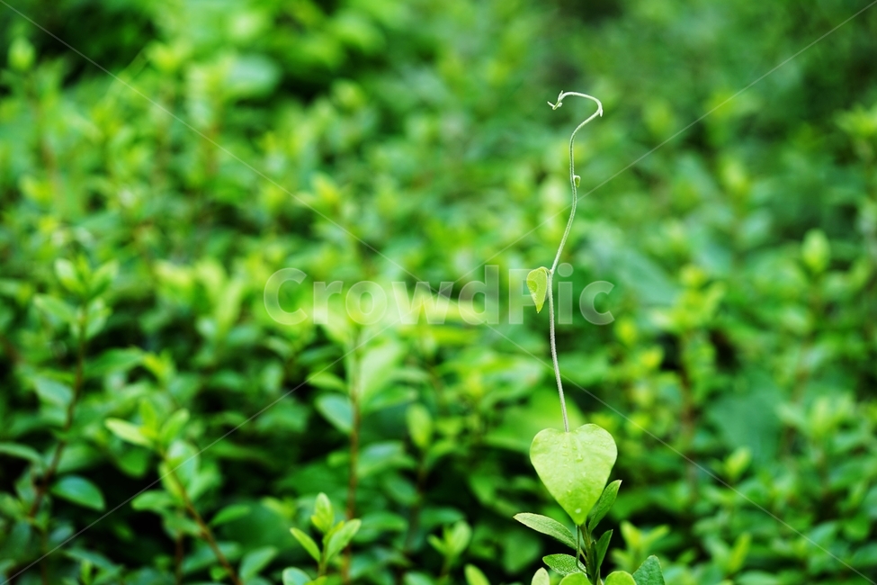 넝쿨,풀,넝쿨식물,풀줄기,새줄기,식물,자연,plants,nature