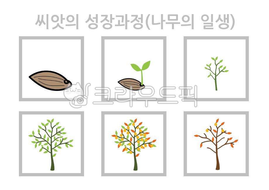 씨앗,나무,씨앗성장과정,나무의일생,나무성장과정,씨앗의성장과정,나무일생,나무의성장과정,새싹,잎새,식물성장과정,식물성장단계,식물성장단계별일러스트,식물,식물성장,식물성장단계일러스트,열매