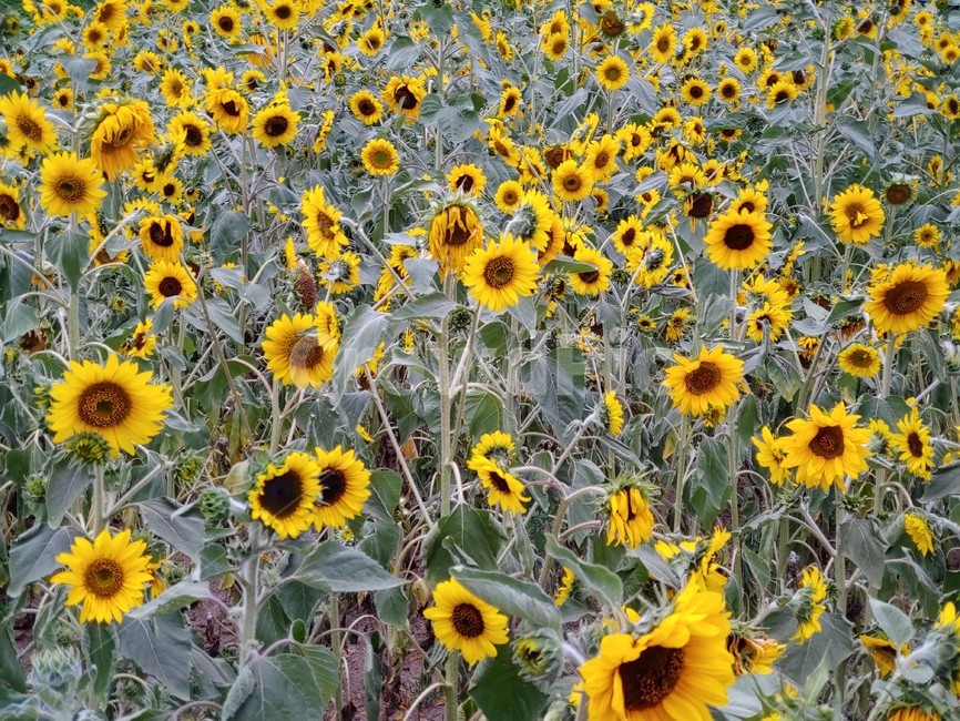 해바라기,노랑,들판,개화,만개,활짝,강렬,해,sunflower,sun,yellow,green,bloom,blooming