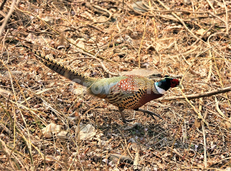 꿩,새,animal,ground,옥외,자연,동물,animal,조류,새,birds