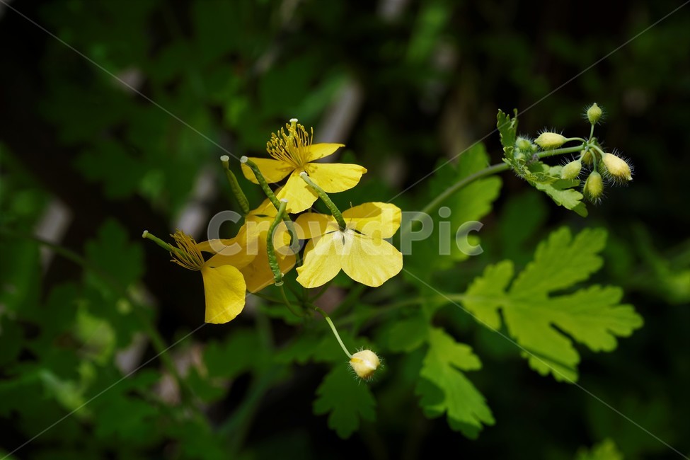 애기똥풀,celandine,노랑,꽃,봄,식물,자연,솜털,downy,flower,bloom