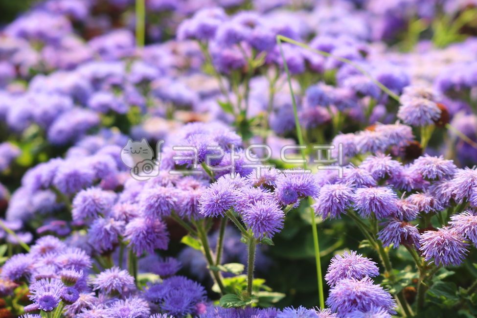 elixir,nature,Ageratum flower,leaf,flower,purple flower,wildflowers,petal,Chrysanthemum,Mexican thistle,plant,Asteraceae,wild flowers,Ageratherm
