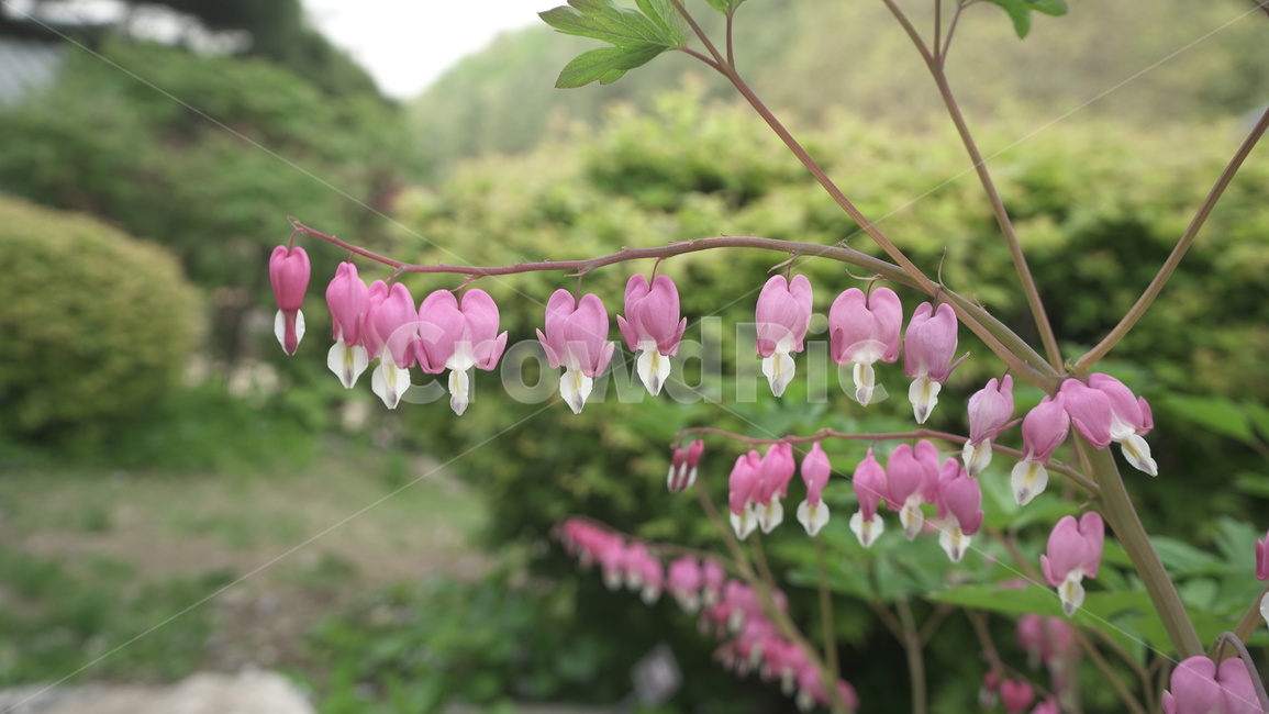 금낭화,꽃,자주색,봄,분홍색,자연,감성,자주색꽃,분홍색꽃