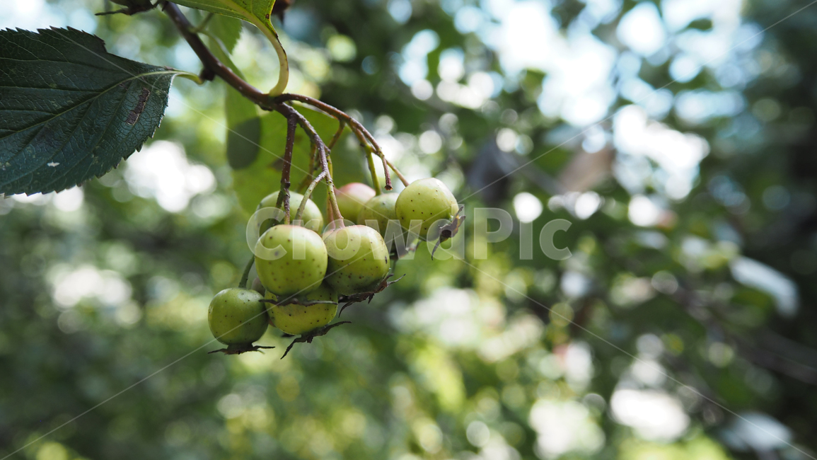 자연,nature,열매,fruit,나뭇잎,leaf,과일,열매,fruit