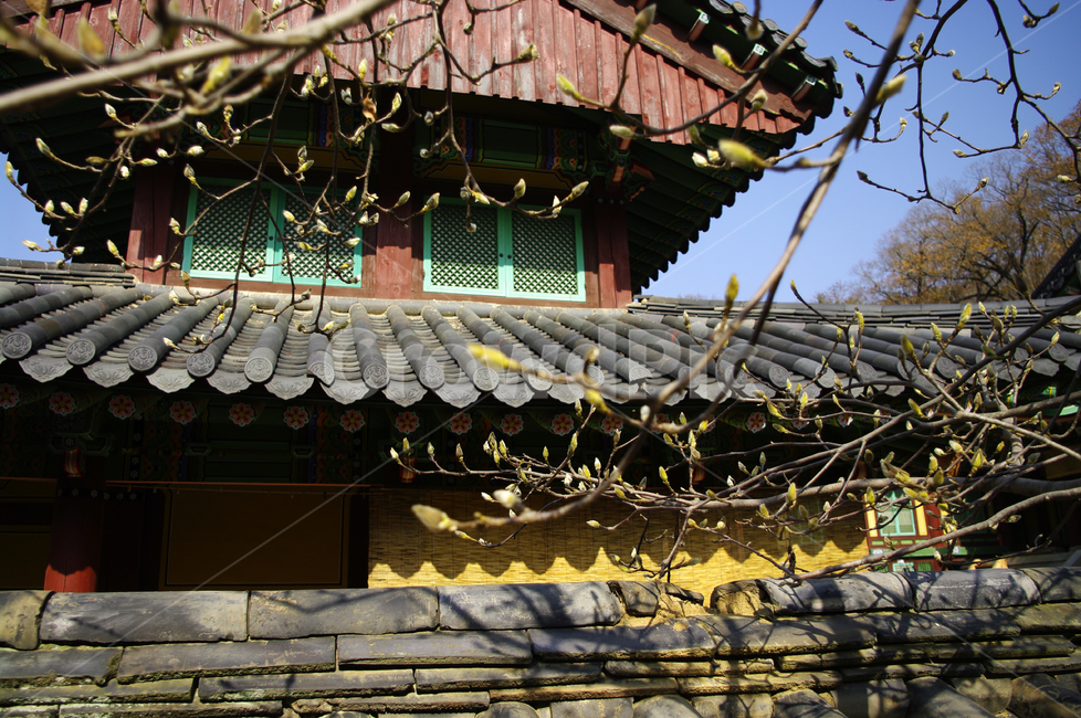 전각,사찰,전통,기와지붕,목련나무,한국전통,한국문화,korean traditional,korean culture,건축물,건물외관,exterior,building,structure,architecture,construction