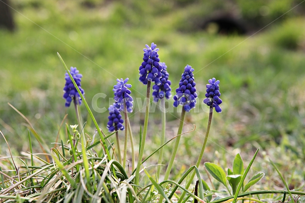 무스카리,무스카리꽃,꽃,꽃잎,봄꽃,개화,식물,자연,공원