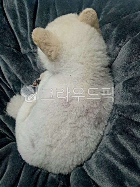 sulked,Pets,puppy,chubby,cute