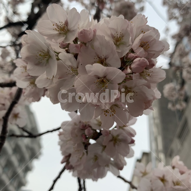 꽃,flower,blossom,식물,plant,벚꽃