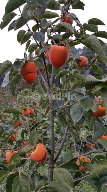 감,감나무,열매,대봉,감나무열매,감열매,나무,과일,과수원,식물,자연,plants,nature,나무,trees,wood,과일,열매,fruit