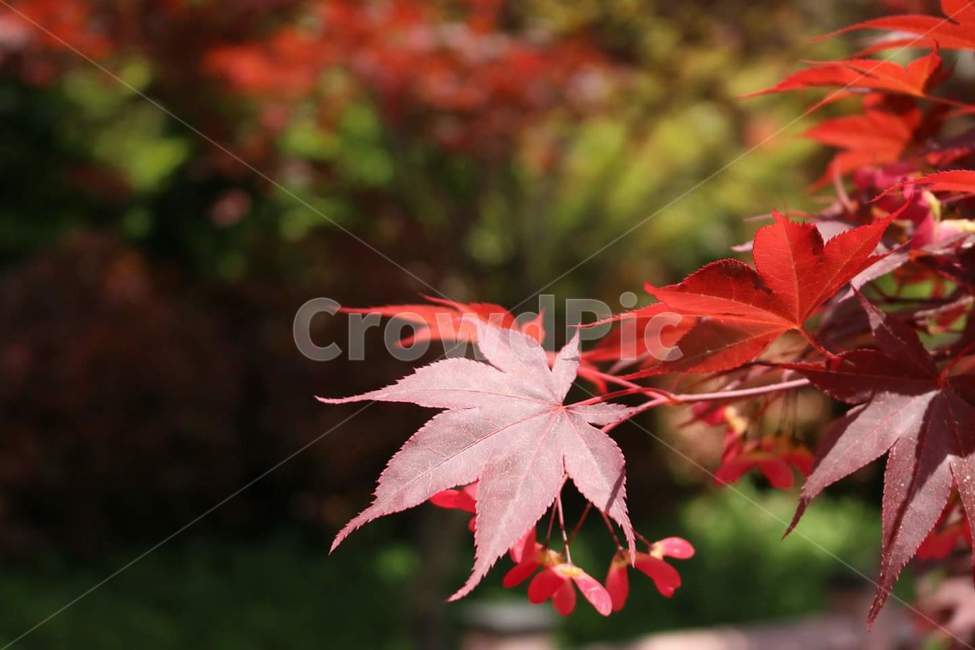 단풍,가을,산,나무,나뭇잎,가을,계절,fall,autumn,season,식물,자연,plants,nature,leaf,잎,plant,tree