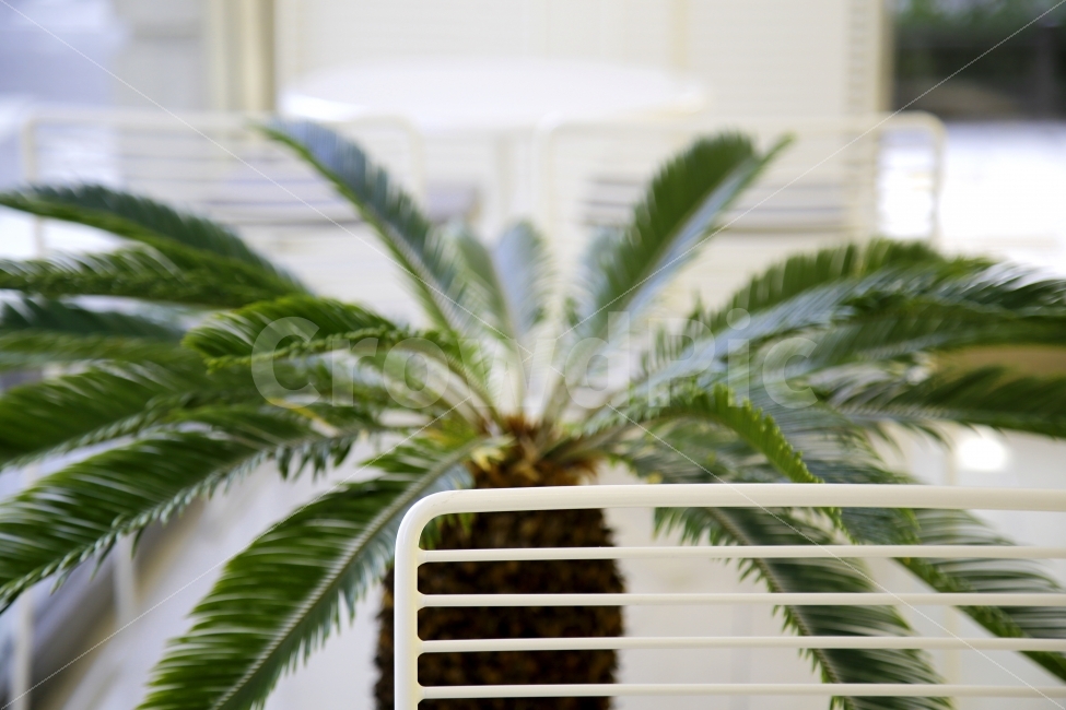 야자수,여름,열대,열대야,의자,밴치,식물,자연,plants,nature,인테리어,실내디자인,interior design