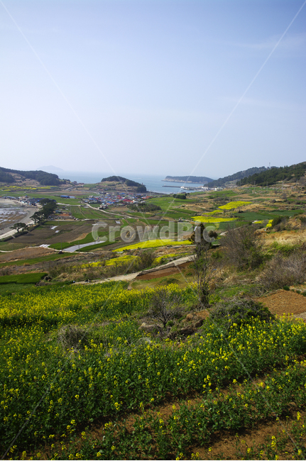 유채꽃,꽃밭,꽃,flower,계절,봄,spring,하늘,구름,마을,산,밭,시골,청산도,섬,바다,풍경,봄,계절,spring,season,시골,마을,풍경,landscape,country,rural,town,nature,자연,outdoors,옥외,grassland,목초지,field,들,scenery