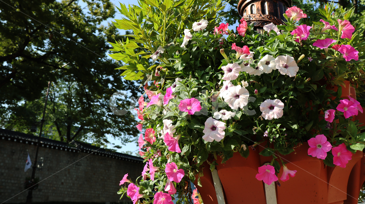 geranium,제라늄,flower,blossom,꽃,plant,식물,식물,자연,plants,nature,꽃,flower