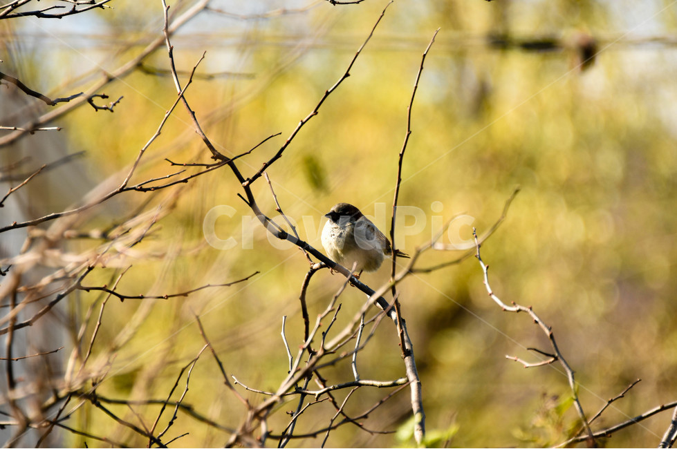 참새,새,sparrow,bird,동물,동물,animal,조류,새,birds
