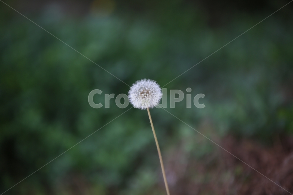민들레,민들레씨앗,Dandelion,초롱꽃목,야생화,식물,자연,plants,nature,꽃,flower